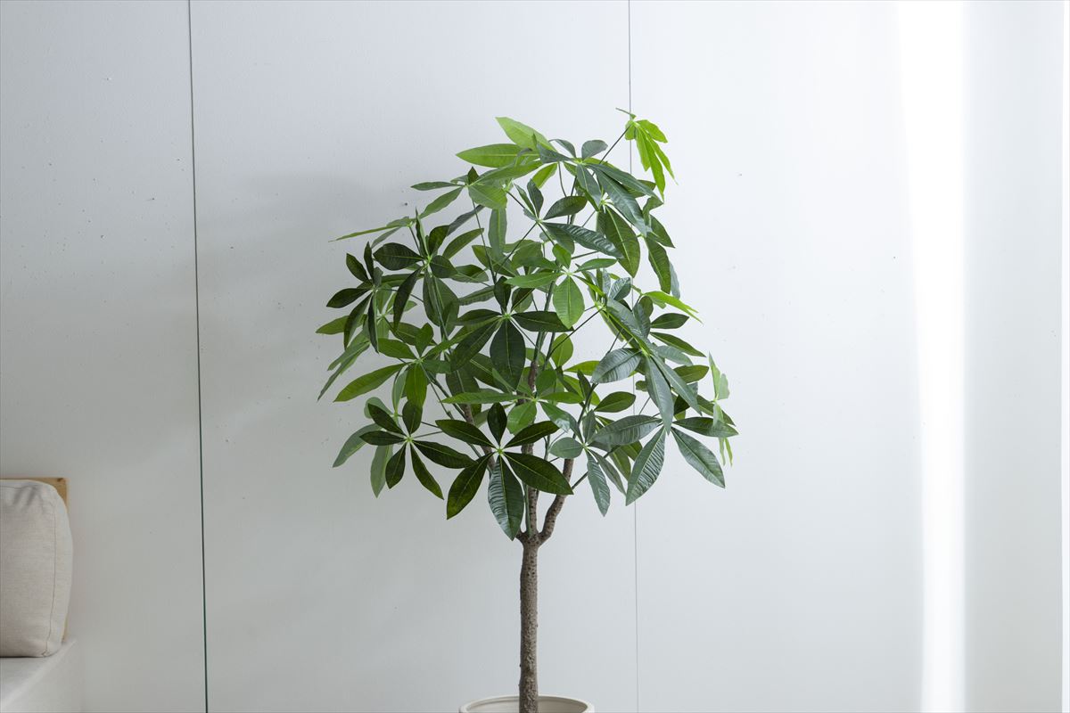 【高さ150cm】Nature 光触媒人工観葉植物 パキラ