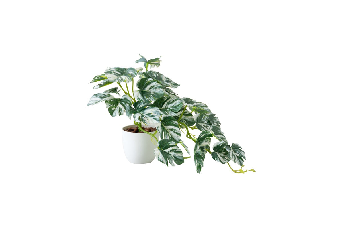 【高さ27cm】Nature 光触媒人工観葉植物 モンステラ