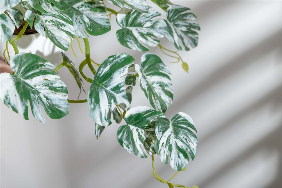 【高さ27cm】Nature 光触媒人工観葉植物 モンステラ