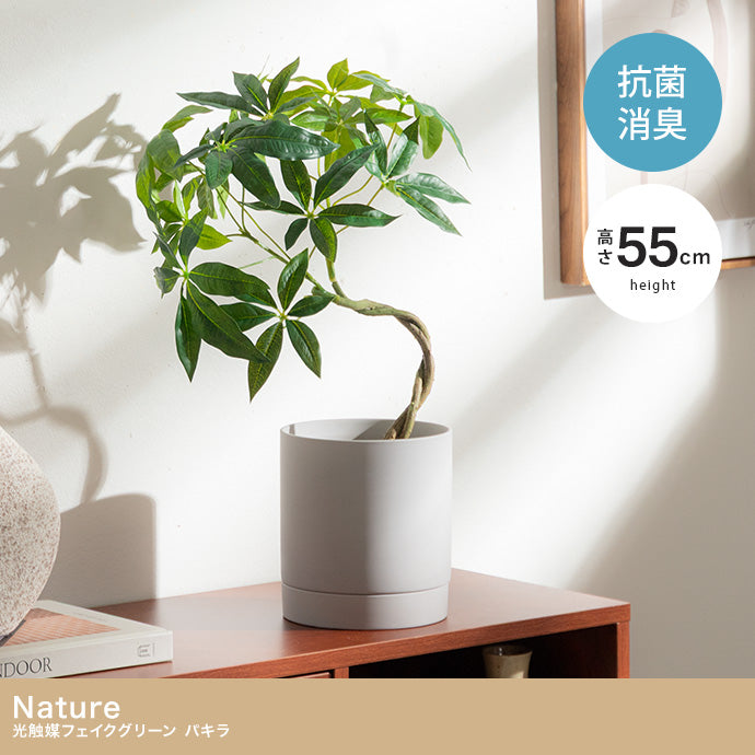 【高さ55cm】Nature 光触媒人工観葉植物 パキラ