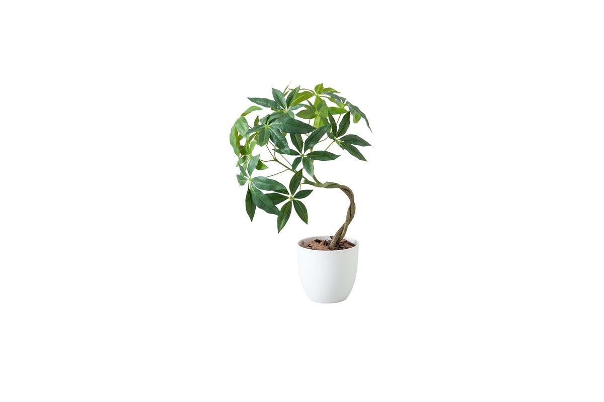 【高さ55cm】Nature 光触媒人工観葉植物 パキラ