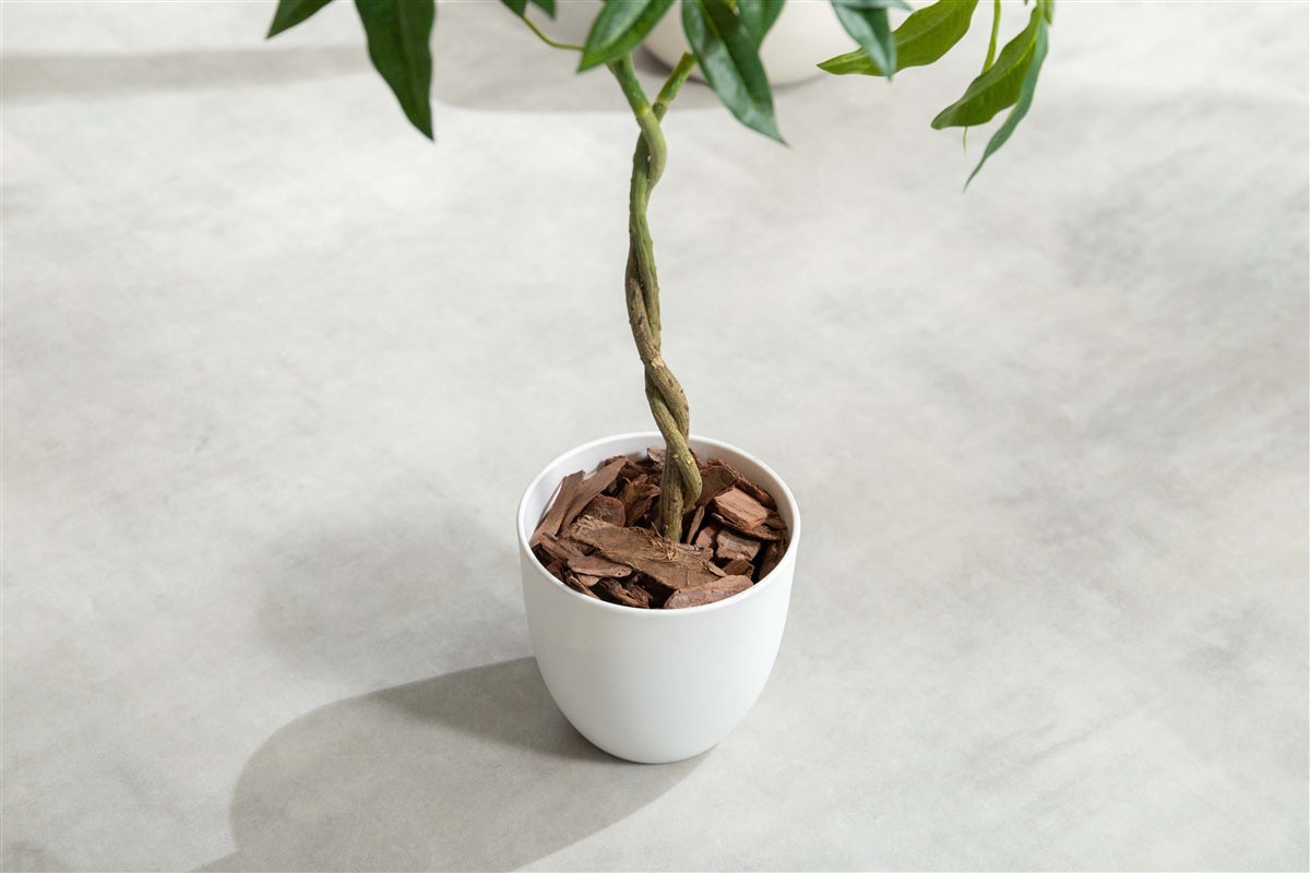 【高さ55cm】Nature 光触媒人工観葉植物 パキラ