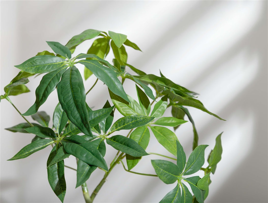 【高さ55cm】Nature 光触媒人工観葉植物 パキラ
