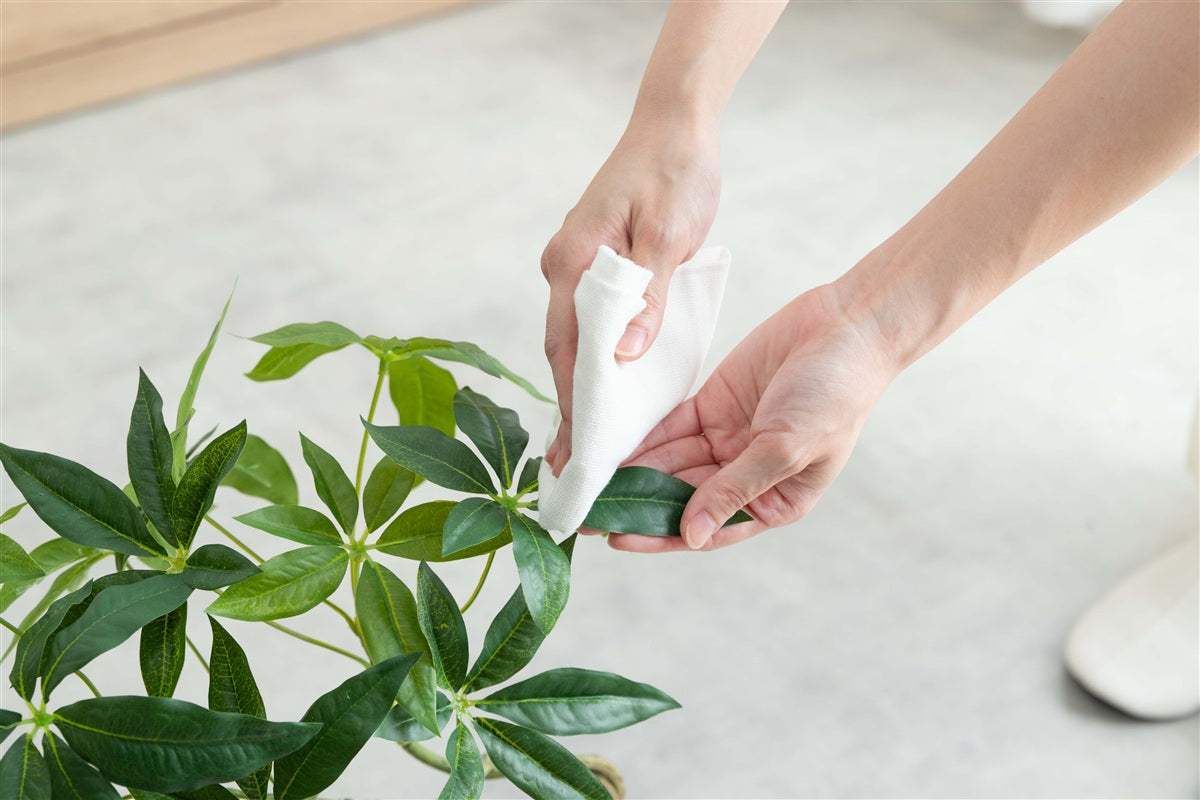 【高さ55cm】Nature 光触媒人工観葉植物 パキラ