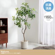 【高さ160cm】Nature 光触媒人工観葉植物 パキラ 曲がり