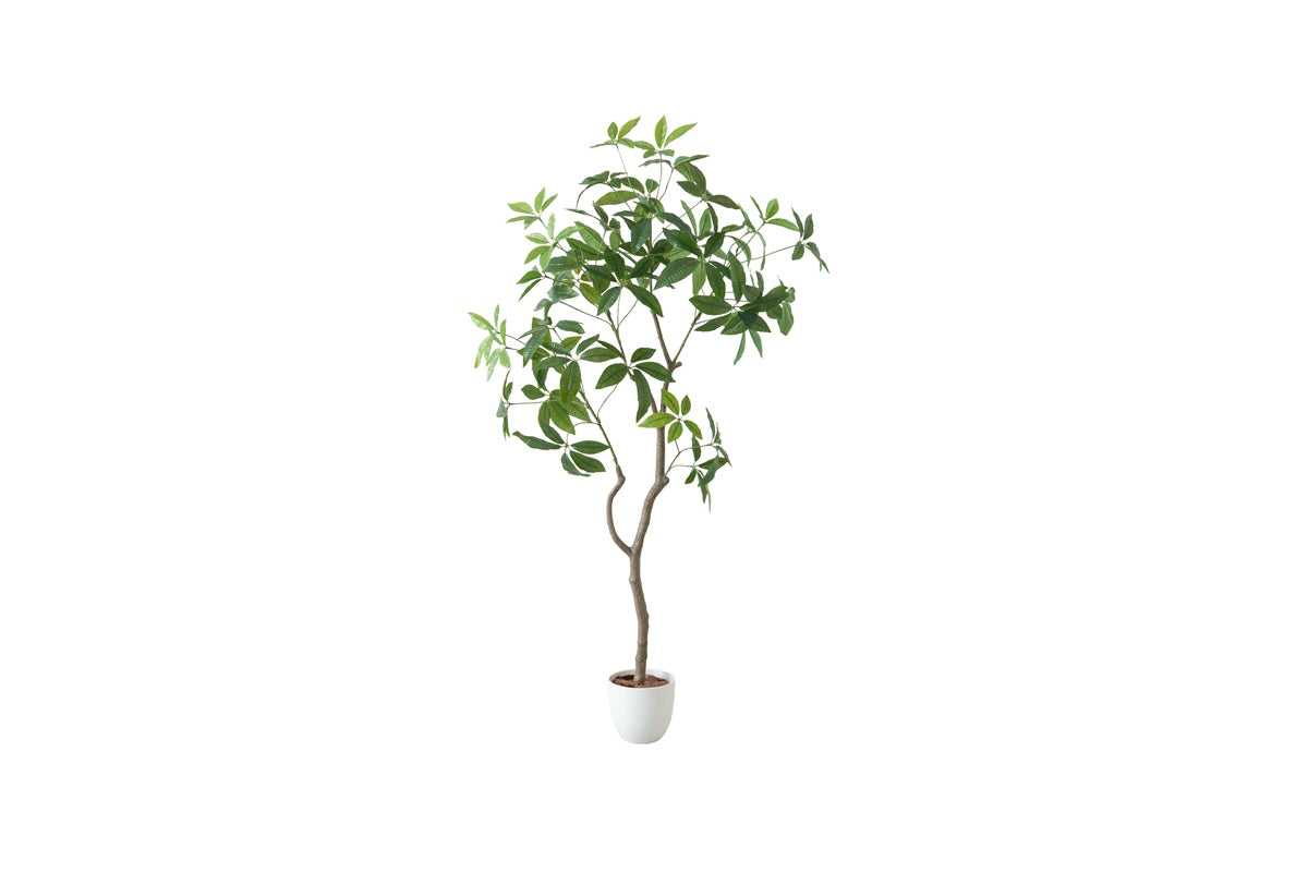 【高さ160cm】Nature 光触媒人工観葉植物 パキラ 曲がり