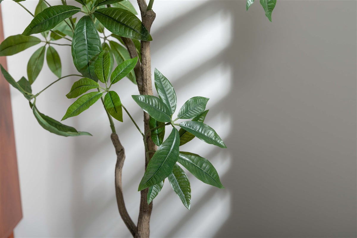 【高さ160cm】Nature 光触媒人工観葉植物 パキラ 曲がり