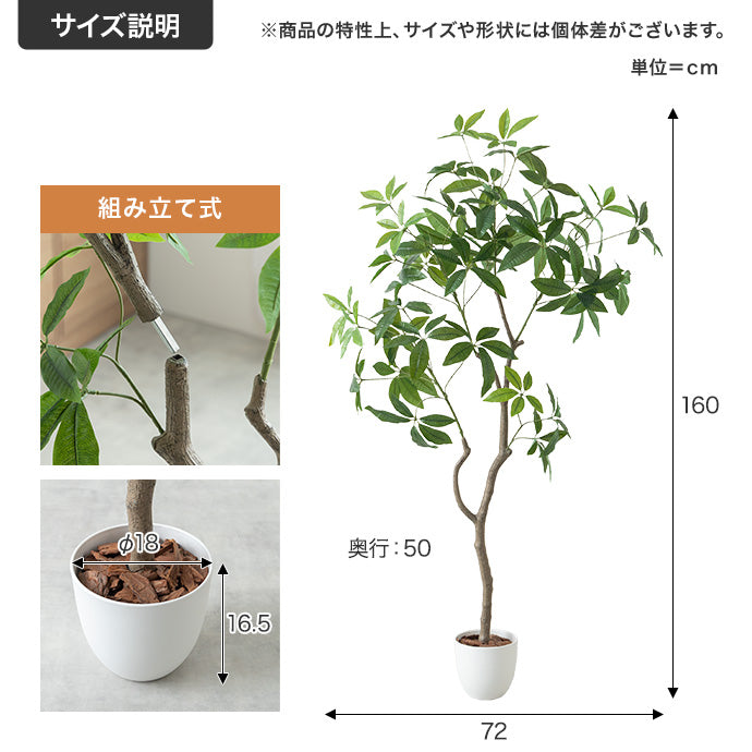 【高さ160cm】Nature 光触媒人工観葉植物 パキラ 曲がり