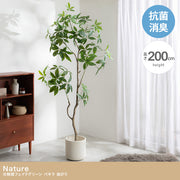 【高さ200cm】Nature 光触媒人工観葉植物 パキラ 曲がり
