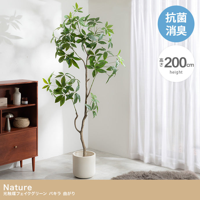 【高さ200cm】Nature 光触媒人工観葉植物 パキラ 曲がり