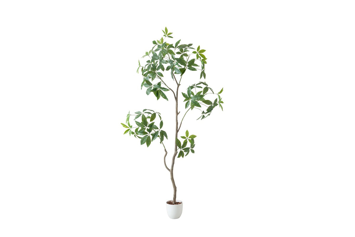 【高さ200cm】Nature 光触媒人工観葉植物 パキラ 曲がり