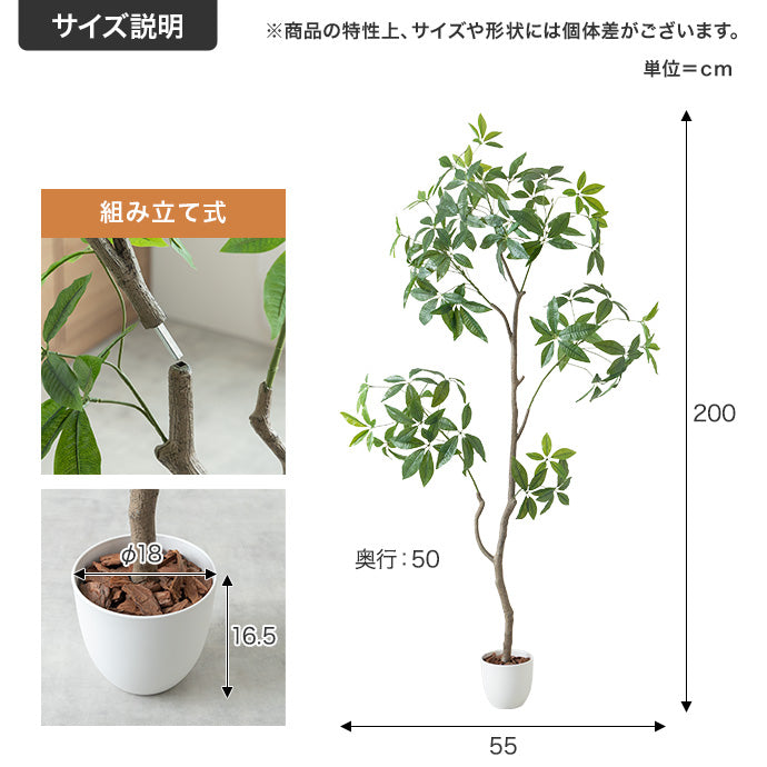 【高さ200cm】Nature 光触媒人工観葉植物 パキラ 曲がり