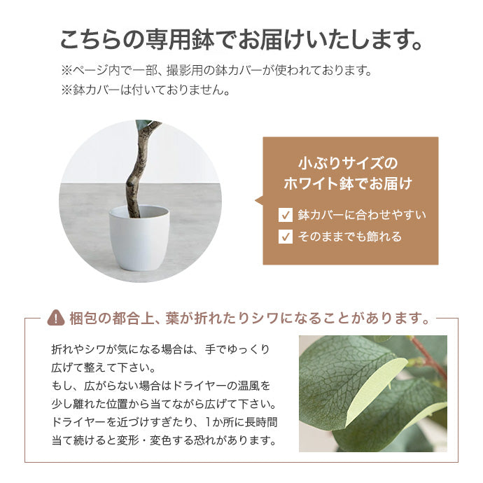 【高さ200cm】Nature 光触媒人工観葉植物 パキラ 曲がり