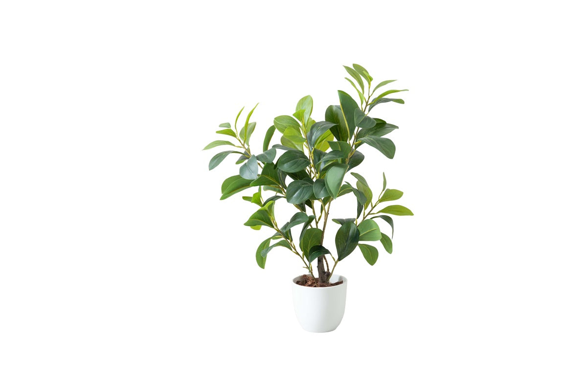 【高さ55cm】Nature 光触媒人工観葉植物 ペペロミア
