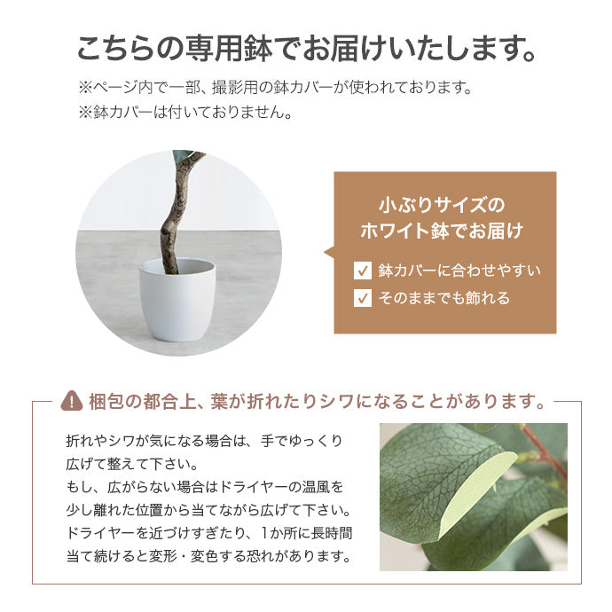 【高さ55cm】Nature 光触媒人工観葉植物 ペペロミア